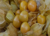 长春市小红帽采摘园,提供黄菇娘,洋菇娘,甜菇娘，18904417222